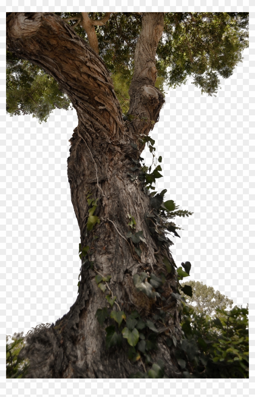 Download Tree Trunk Png Clipart Png Download - PikPng