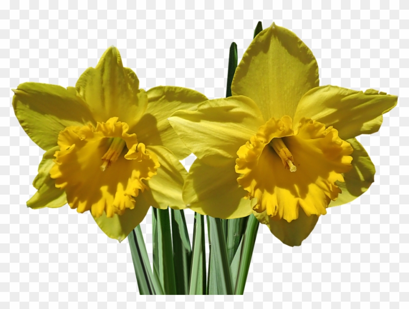 daffodils flower stems garden nature spring daffodil clipart 1070264 pikpng daffodils flower stems garden