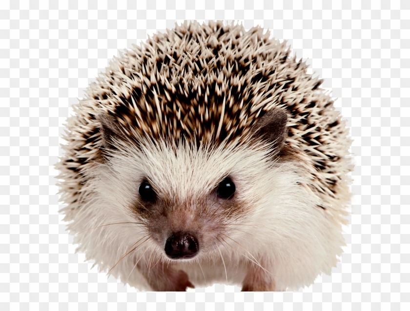 Hedgehog Png - Mammals On White Background Clipart