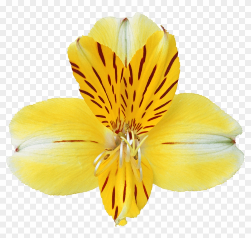 Free Png Yellow Orchid Png Images Transparent - Фото Clipart