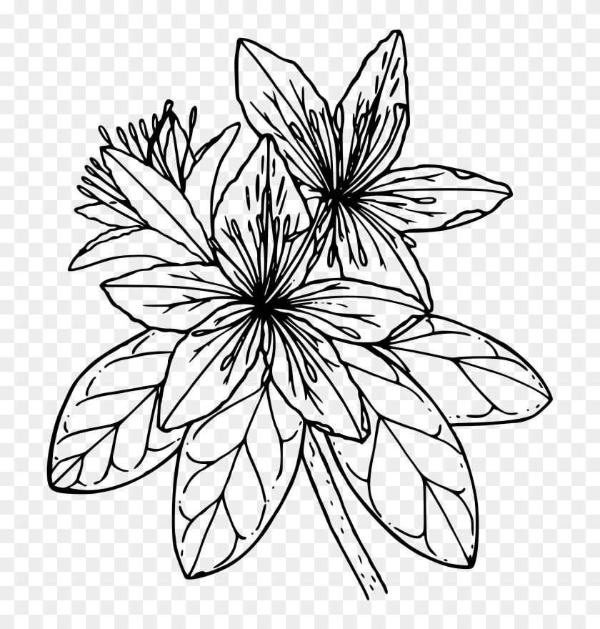 Azalea Flower Banner Black And White Library - Rhododendron Clipart ...