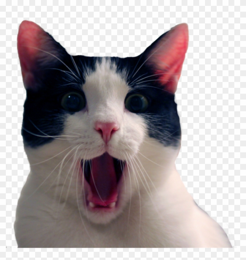 https://www.pikpng.com/pngl/m/119-1190186_stickers-sticker-memes-divertidos-del-gato-clipart.png