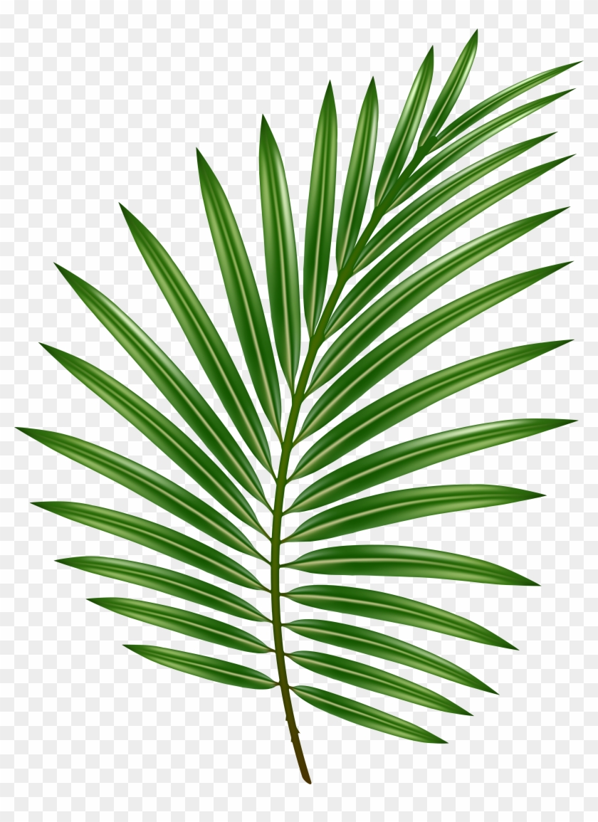 Пальмовая ветвь пальмовых ветвей