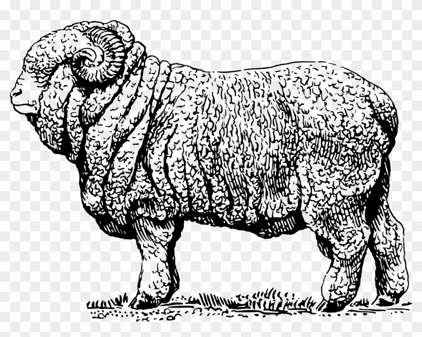 This Free Icons Png Design Of Merino Ram 2 Clipart (#120338) - PikPng