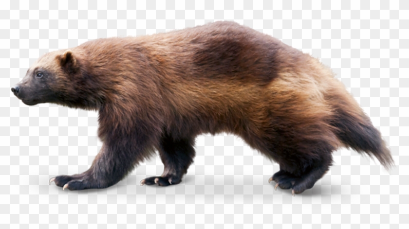 Tierpark Hellabrunn For Up To Six Months - Wolverine Animal Png Clipart