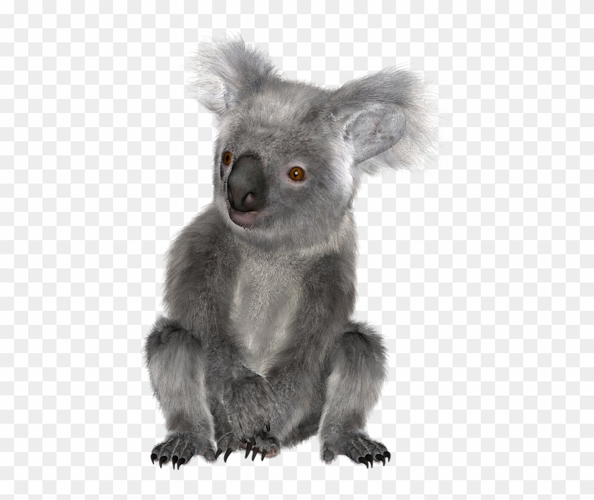 Download Png Image Report - Koala Clipart