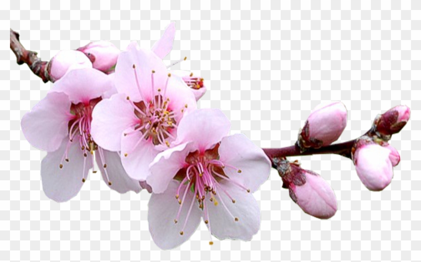 Cvety Sakura Png Clipart 1255214 Pikpng