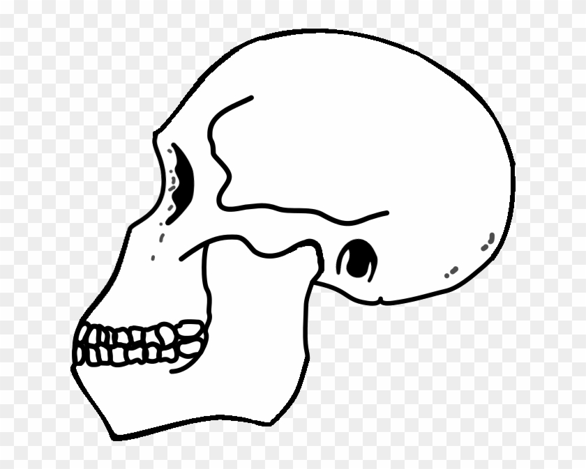 Rudolfensis Skull - Illustration Clipart #1308298
