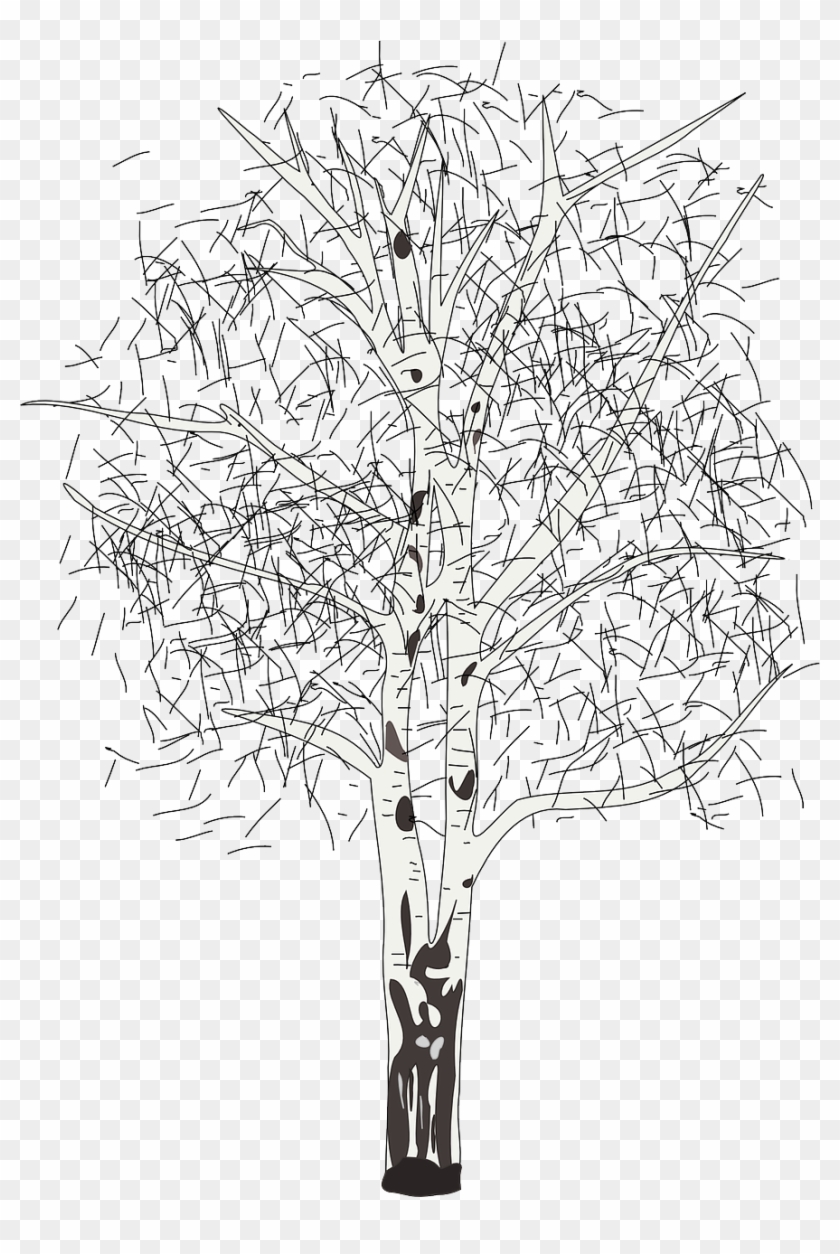 Download 17 - Birch - Silver Birch Tree Clipart - Png Download Png