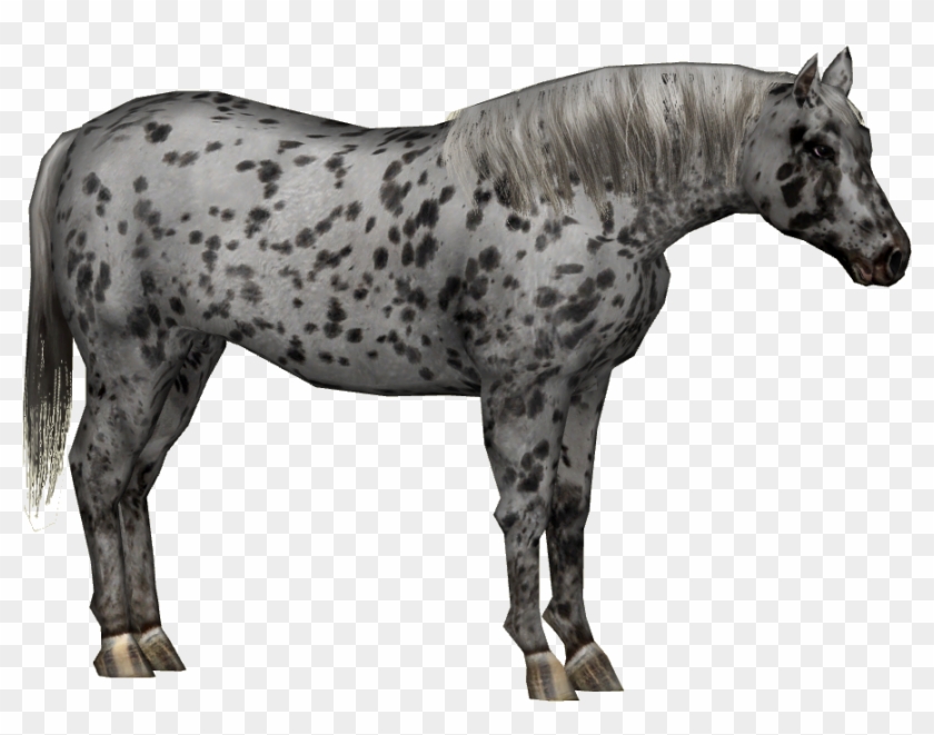 Appaloosa Horse Png - Stallion Clipart