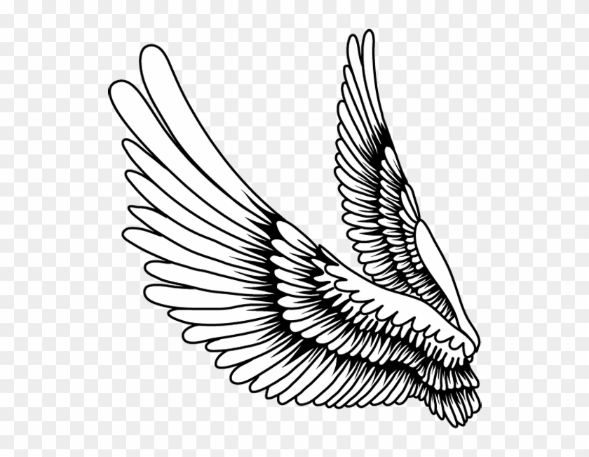 Bird Feather Drawing - ภาพ วาด ปีก การ์ตูน Clipart (#1365556) - PikPng