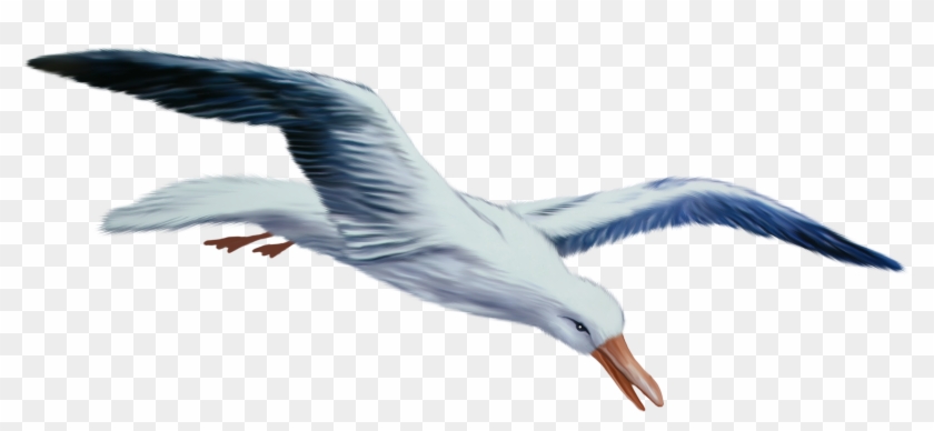 Gull Png - Seagull Transparent Background Clipart