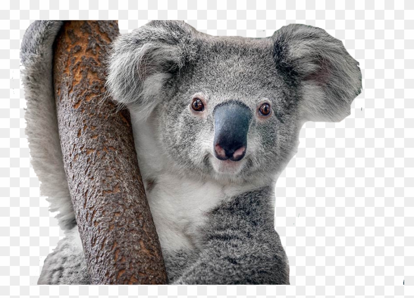 De Koala Clipart