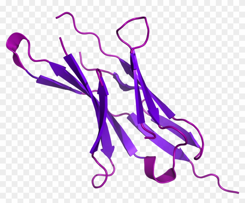 How Immunotherapy Pd 1 Protein Clipart Pikpng