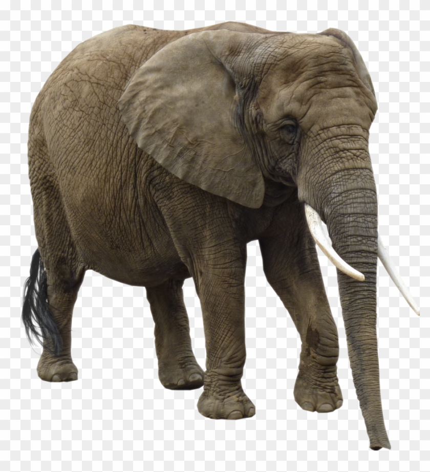 Download Png Image Report - Elephants Png Clipart