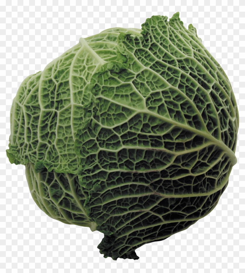 Large Cabbage - Couve De Bruxelas Png Clipart