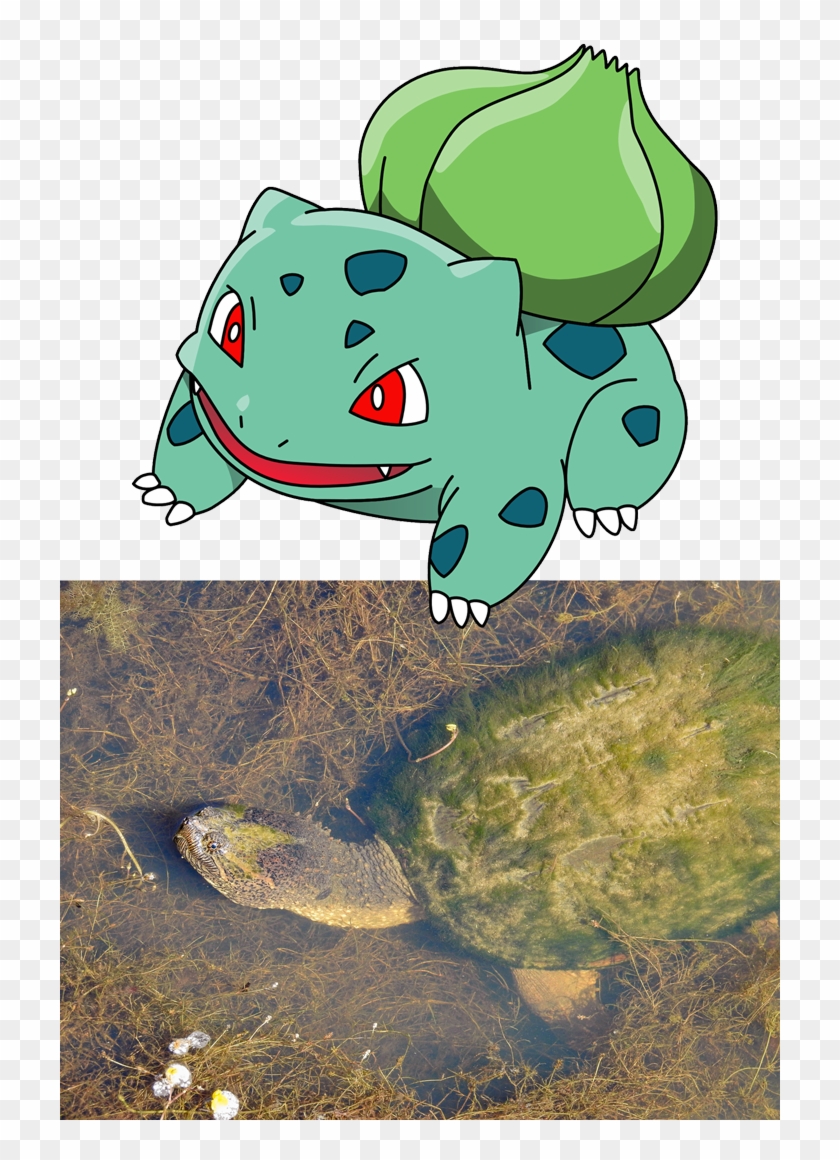 A Snapping Turtle Bearing A Growth Of Algae Is One - Pokemon Water Turtle Clipart
