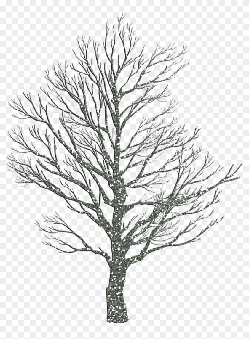 How To Draw Winter Trees Transparent Tree Silhouette Oak Clipart