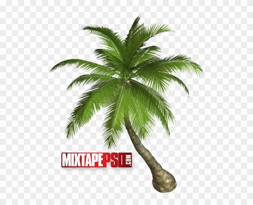 Palm Tree - Palm Tree Transparent Clipart #1573515