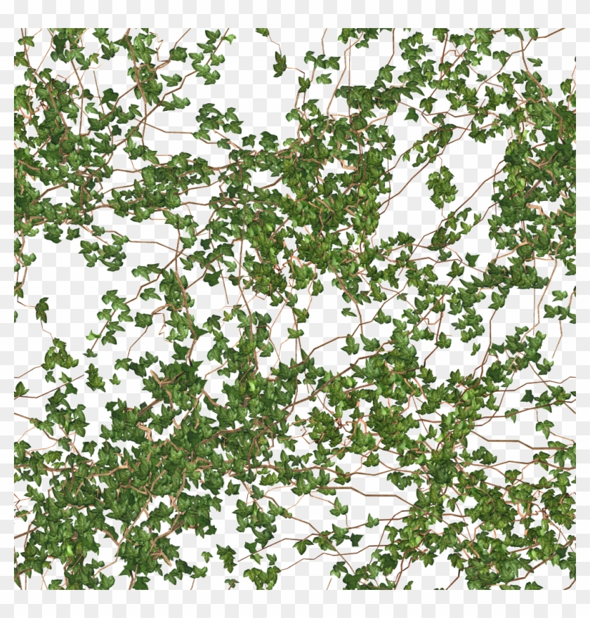 Seamless Floor/wall Vine Photo Tru Textures Vine 14 Clipart