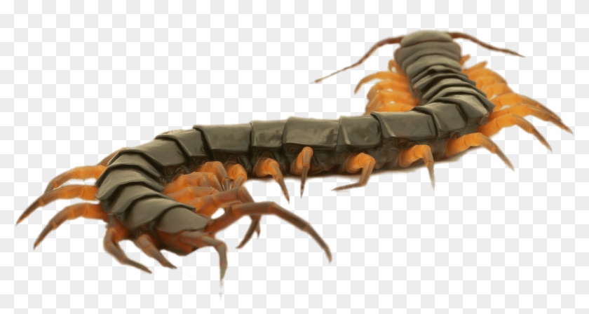 Close Up Of A Brown Centipede - Centipede Close Up Clipart #1615045