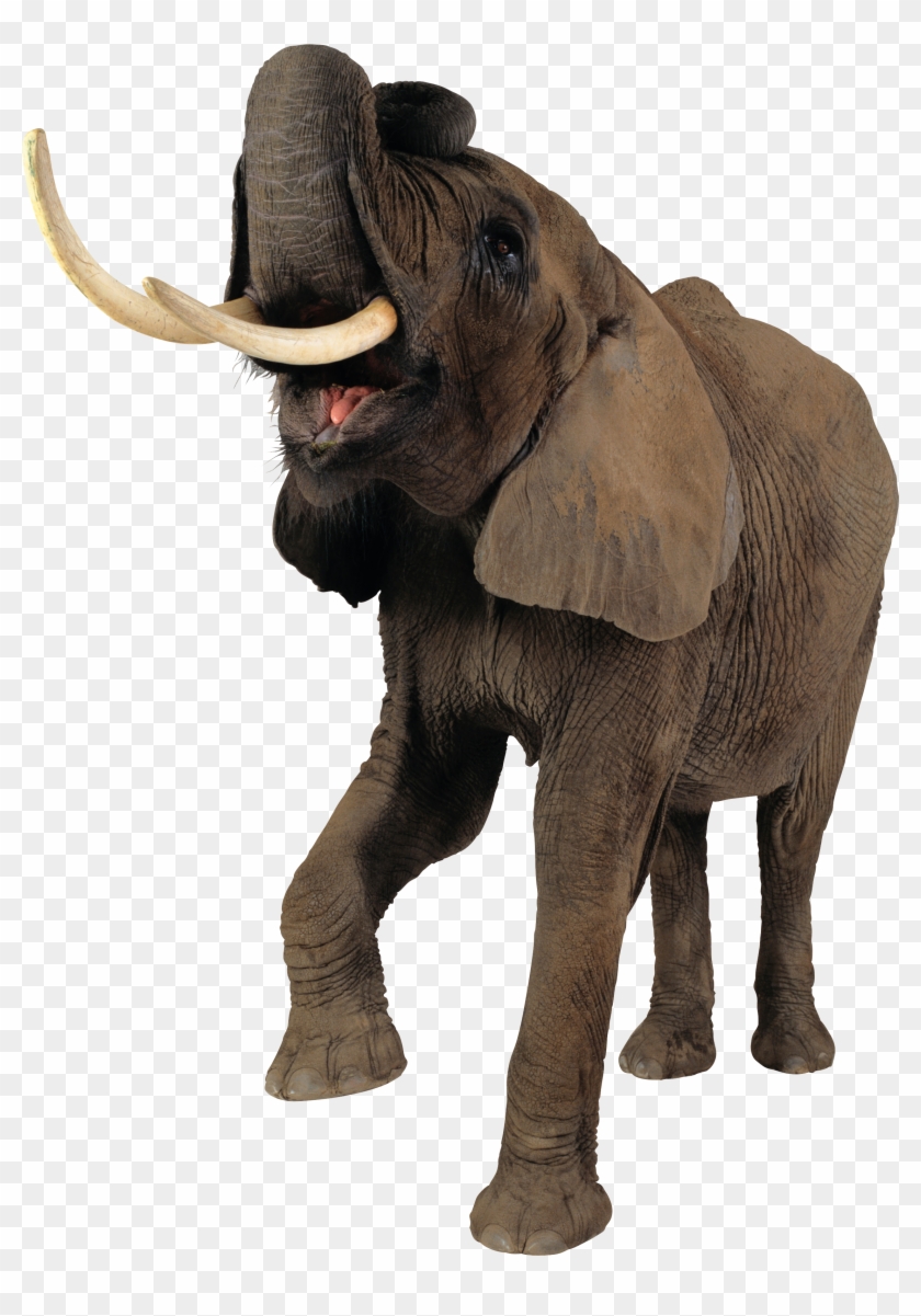 Elephant Png Clipart #1625576