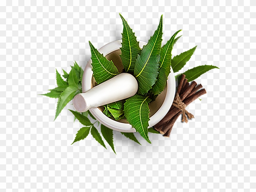 neem ayurvedic neem png clipart 1630036 pikpng neem ayurvedic neem png clipart