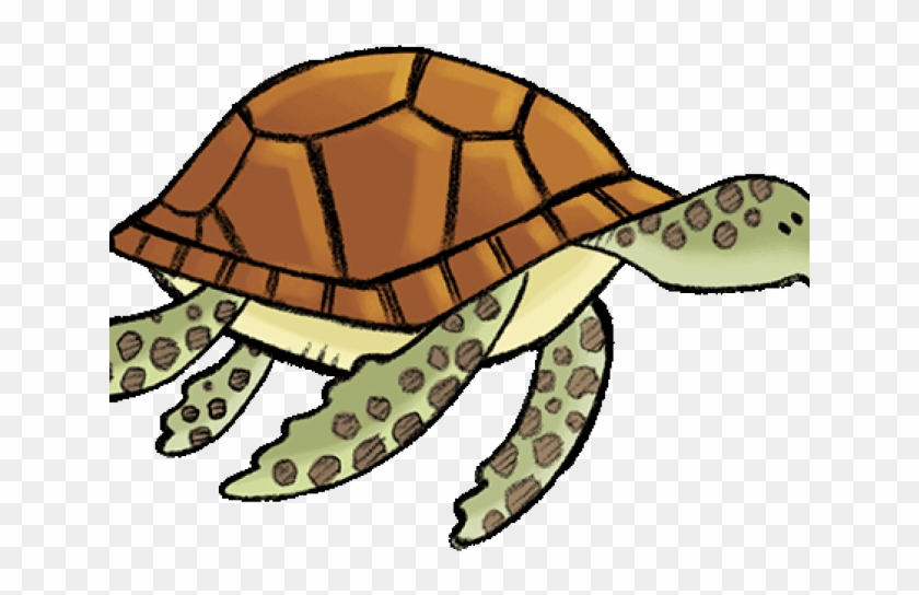 Eastern Box Turtle Clipart (#1655394) - PikPng