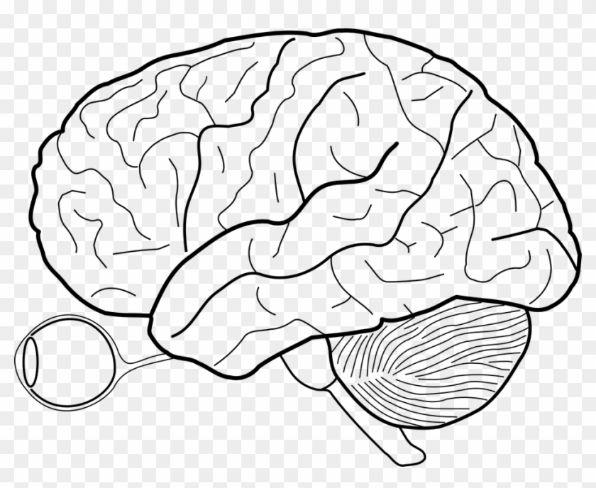 Anatomical human brain drawing
