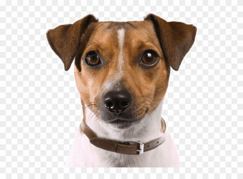 Rat Terrier Puppies Dogs Search - Perro Cazador De Ratas Clipart