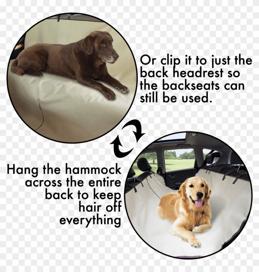 Companion Dog Clipart