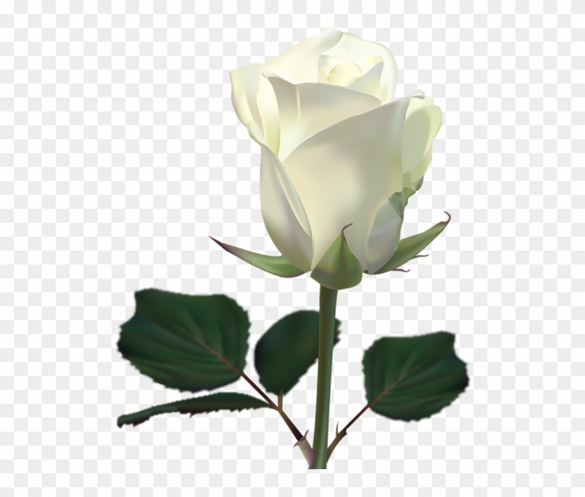 White Rose Clipart (#1804868) - PikPng