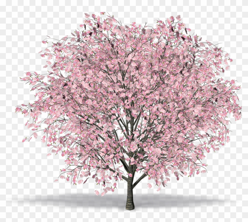 Oriental Cherry - Cerisier Du Japon Png Clipart