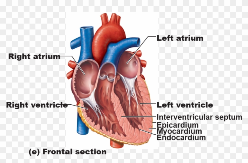 Free Free Svg Heart Vessel 319 SVG PNG EPS DXF File