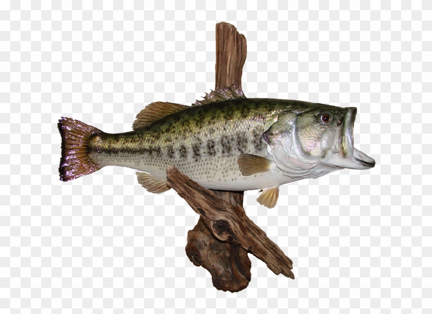 Free Free 105 Largemouth Bass Clipart Bass Svg Free SVG PNG EPS DXF File