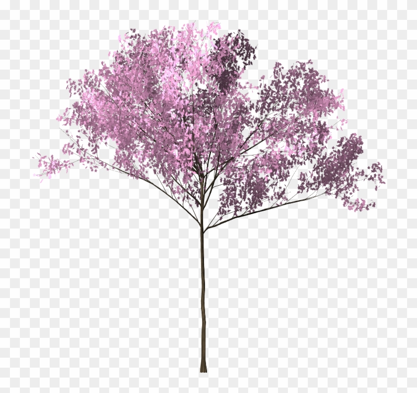 Pohon Sakura Png Smoke Bunga Background Png Transparent