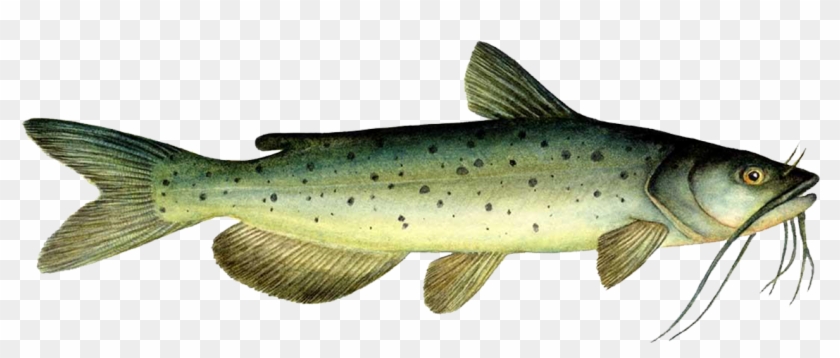 Channel Catfish Clipart