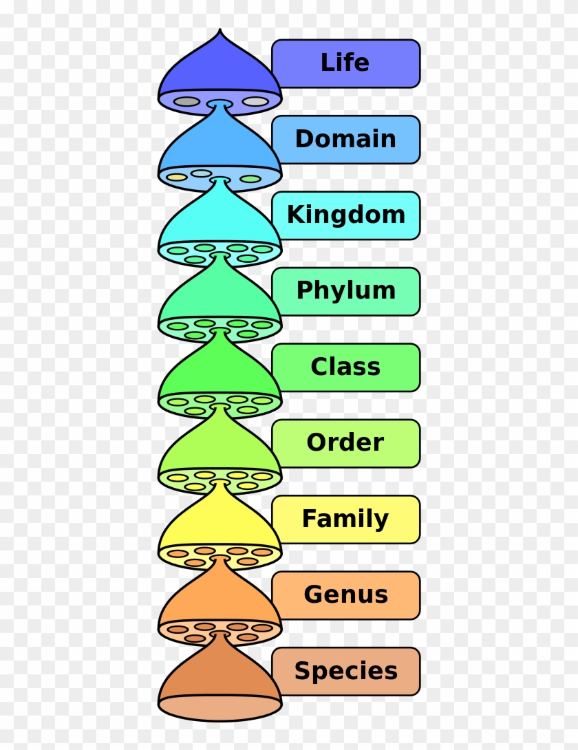 Biological Classification L Pengo Vflip - Biological Nomenclature ...