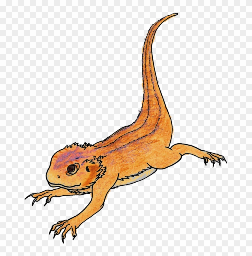 Bearded Dragon Png Pic Clipart (#2114237) - PikPng