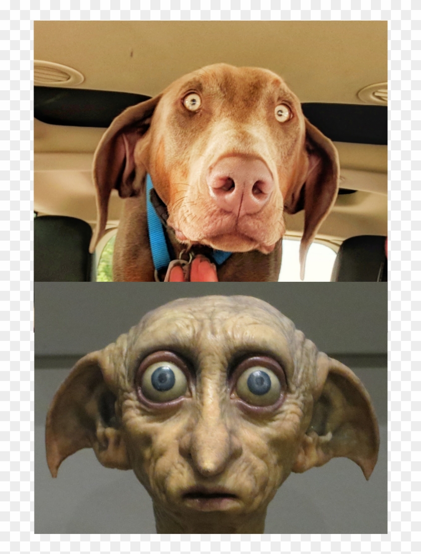 Dobie - - - Dobby Hmmmm