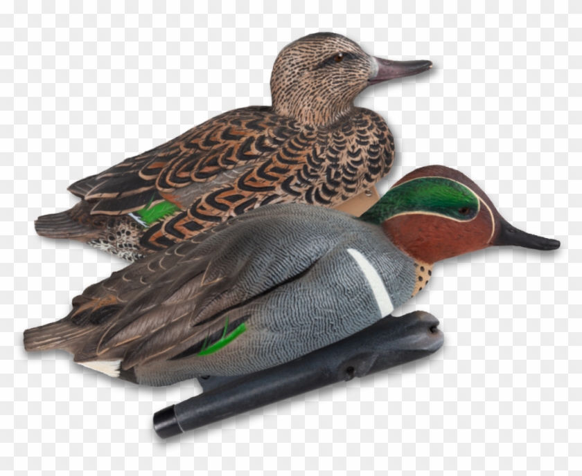 Image Of The Avian X Green Winged Teal Clipart