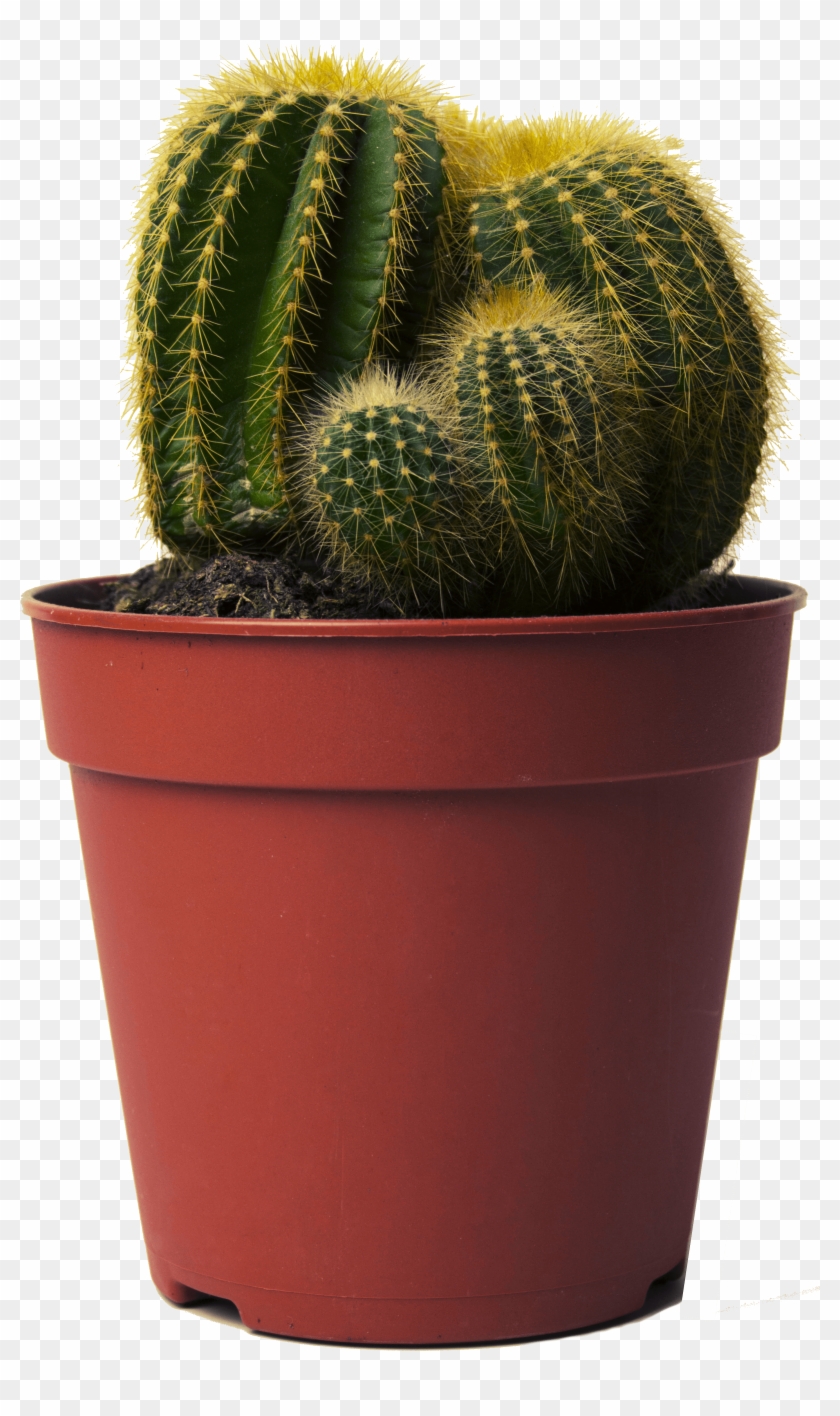 Cactus In Pot Png , Png Download Clipart