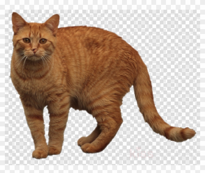 Orange Tabby Cat Png Clipart European Shorthair Dragon Transparent Png