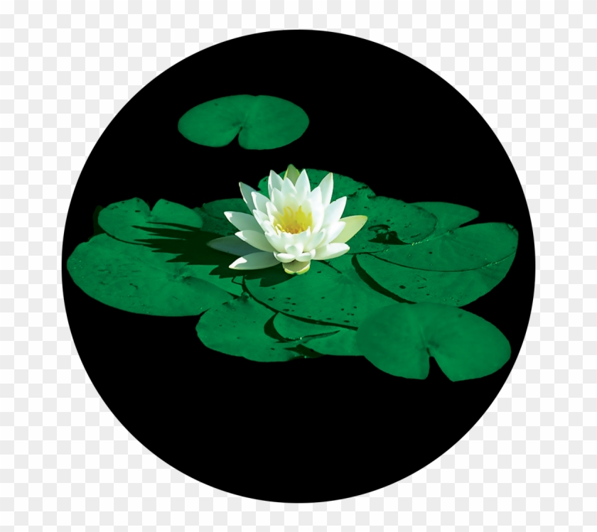 Stunning Lily Pad Lily Pad Flower Clipart Pikpng