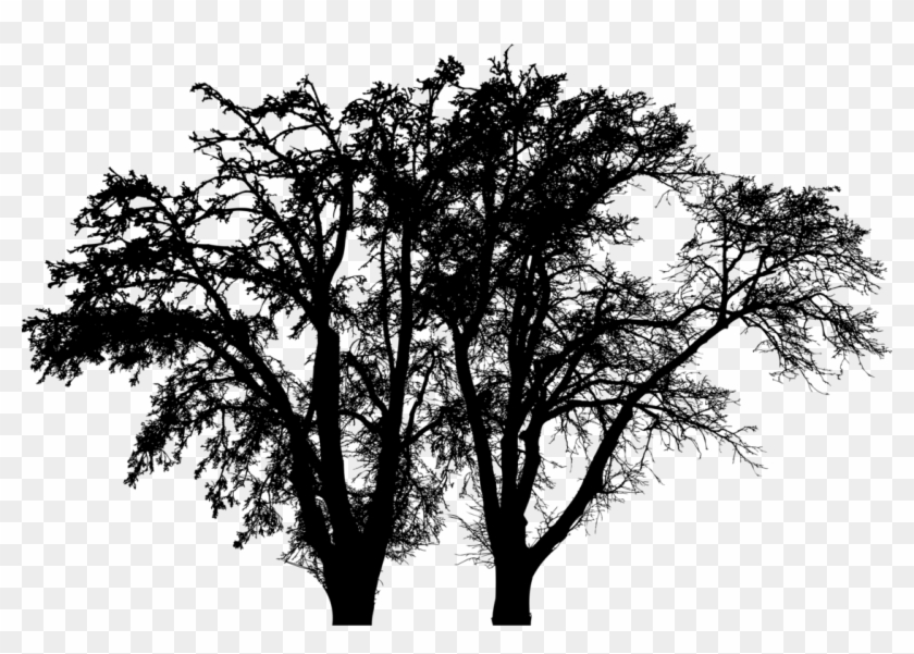 Tree Trunk Branch Winter - Silhouette Winter Trees Png Clipart