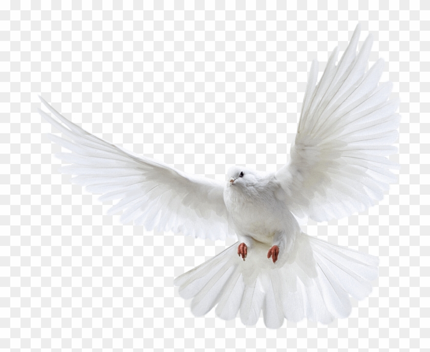 White Flying Pigeon Png Image - Pigeon Png Clipart
