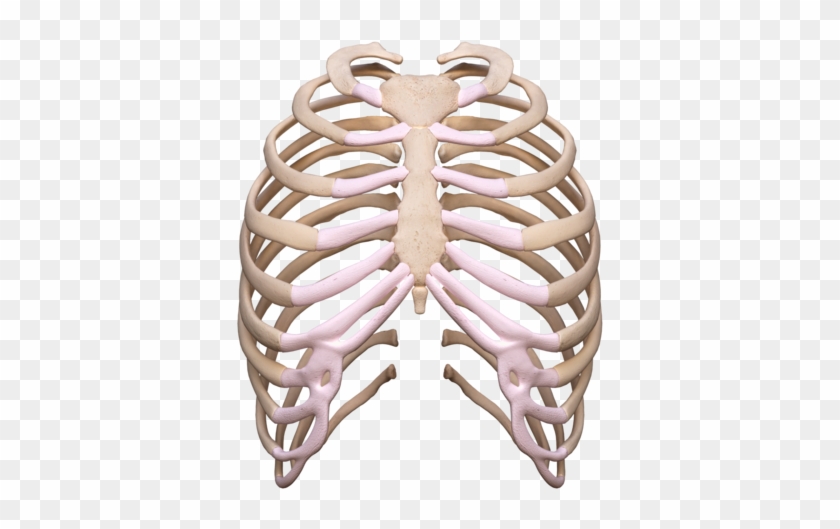 Rib Cage Png - Rib Cage Transparent Clipart (#2393486 ...
