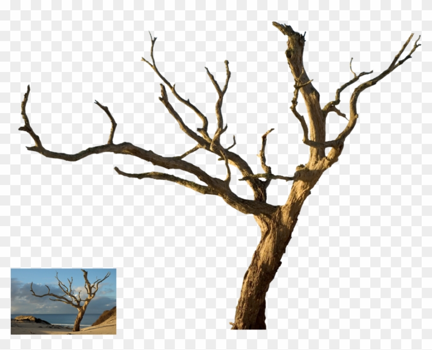 Dead Tree Clipart Desert Png Dead Tree Transparent 241896 Pikpng