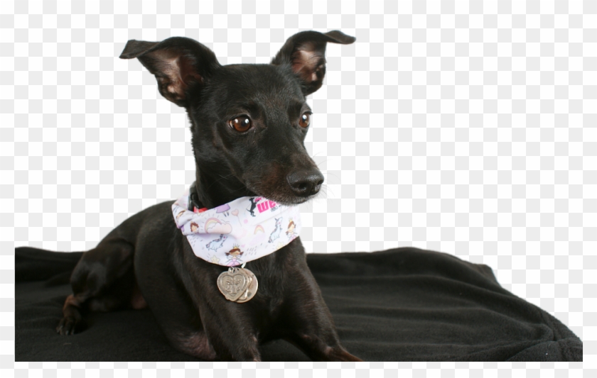 Black Dog Animal Transparent Png Image Pngriver Free - Maly Cierny Pes Clipart #2466686