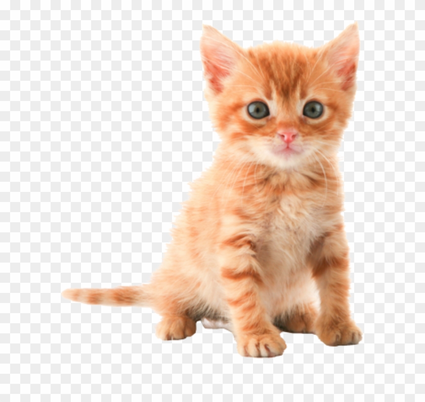 Png Hd Pictures Of Cats Pluspng - Kitten Png Clipart